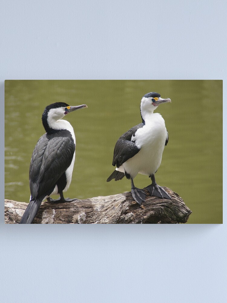 Alternate view of Pied Cormorants Canvas Print