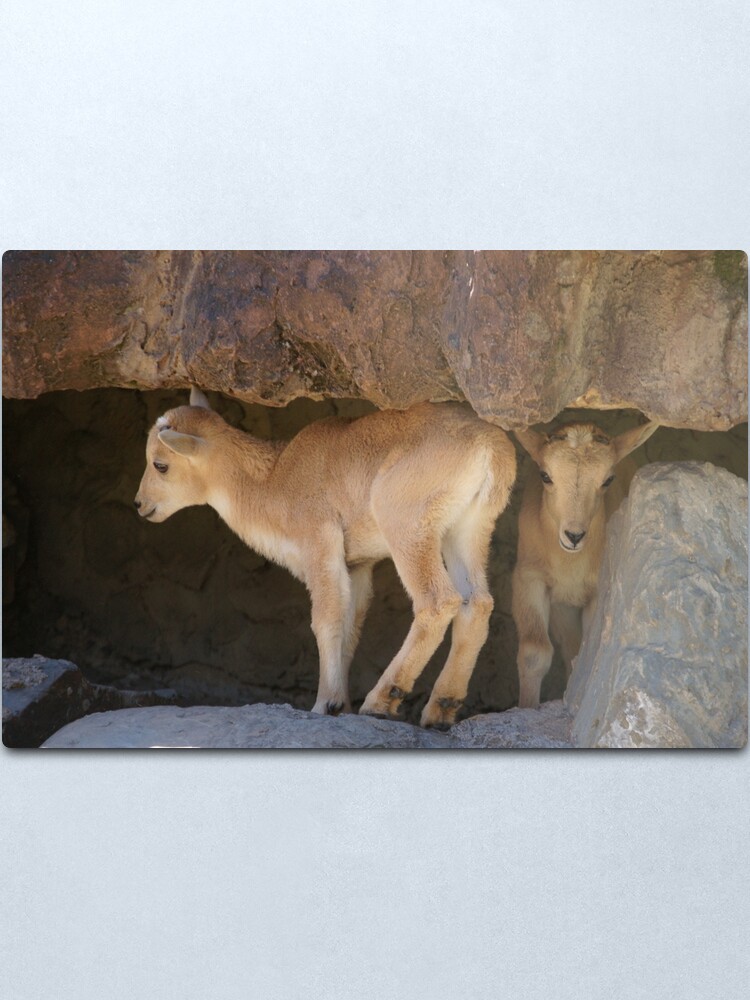 Alternate view of Baby Barbary Sheep Metal Print