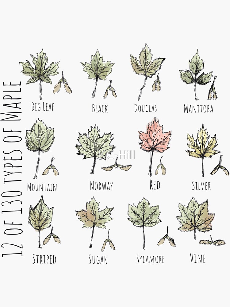 A Study of Maple by KC-Hill