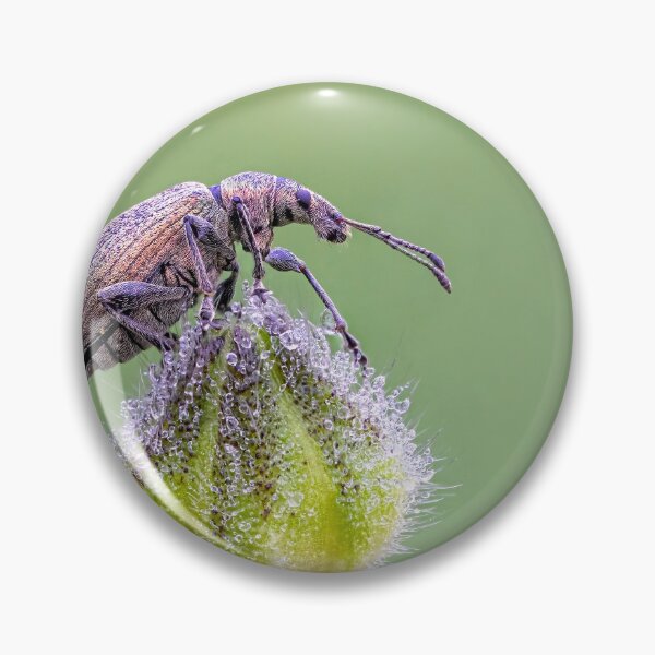 Artikelvorschau, Nettle Weevil on Buttercup Bud entworfen und verkauft von Tony North.