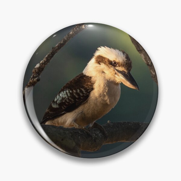 Item preview, Kookaburra in the Spotlight designed and sold by Andrew Goodall.