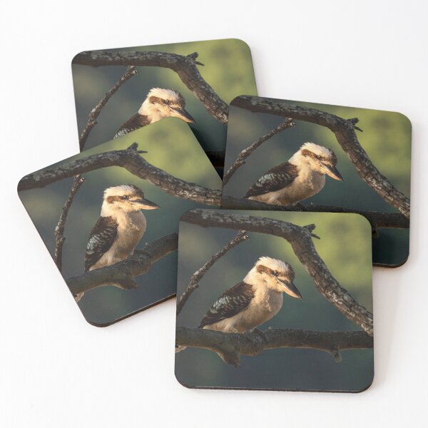 Item preview, Kookaburra in the Spotlight designed and sold by Andrew Goodall.