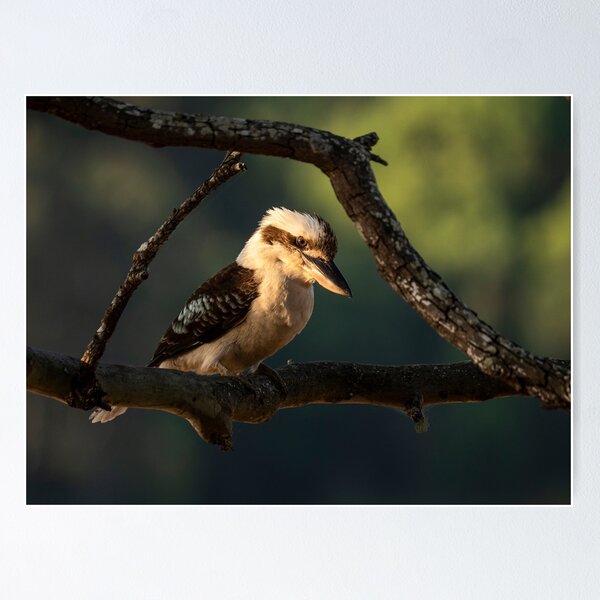 Item preview, Kookaburra in the Spotlight designed and sold by Andrew Goodall.