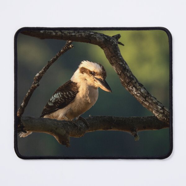 Item preview, Kookaburra in the Spotlight designed and sold by Andrew Goodall.