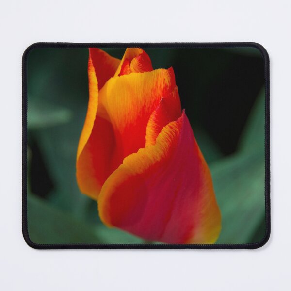Item preview, Red Tulip designed and sold by hawkie.