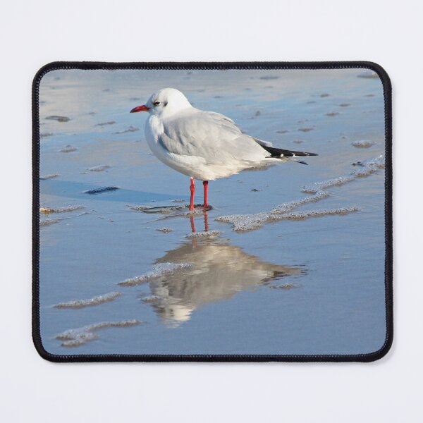 Item preview, Black headed Gull designed and sold by Calidris Fotografie Steffi & Ben Köppler.