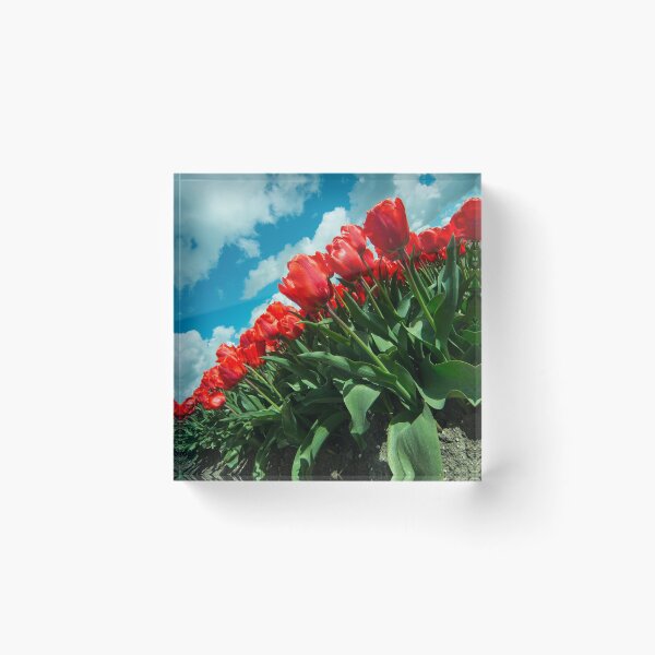 Item preview, Sky Tulips  designed and sold by hawkie.