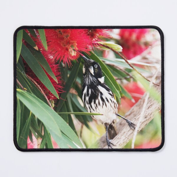 Item preview, New Holland Honeyeater designed and sold by imaginethis.