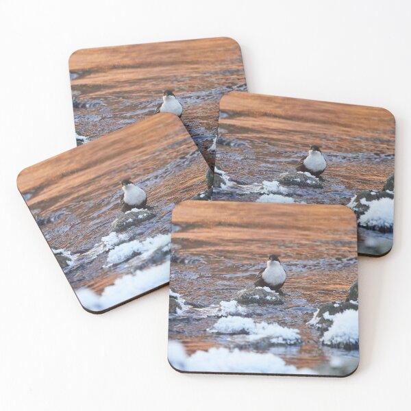 Item preview, In the copper stream. White-throated dipper designed and sold by Jouko Lehto Photography.
