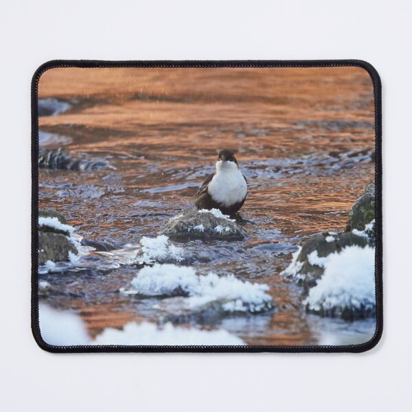 Item preview, In the copper stream. White-throated dipper designed and sold by Jouko Lehto Photography.