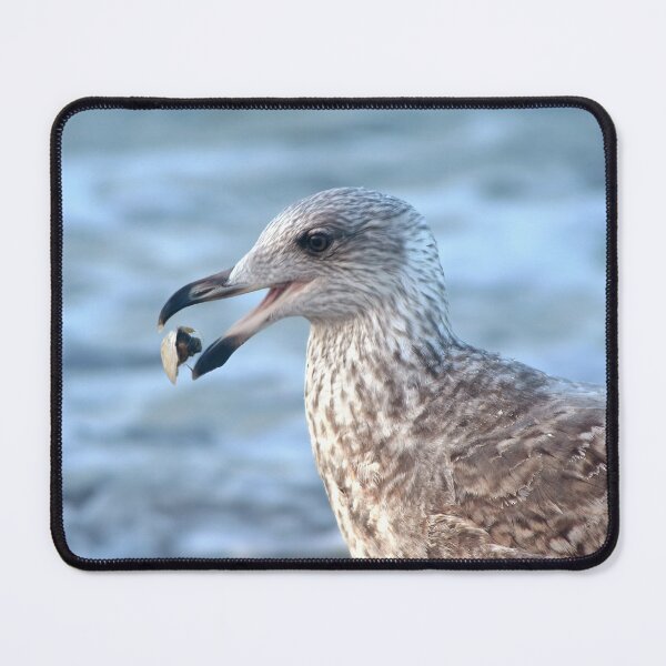Item preview, Feeding Herring Gull designed and sold by Calidris Fotografie Steffi & Ben Köppler.