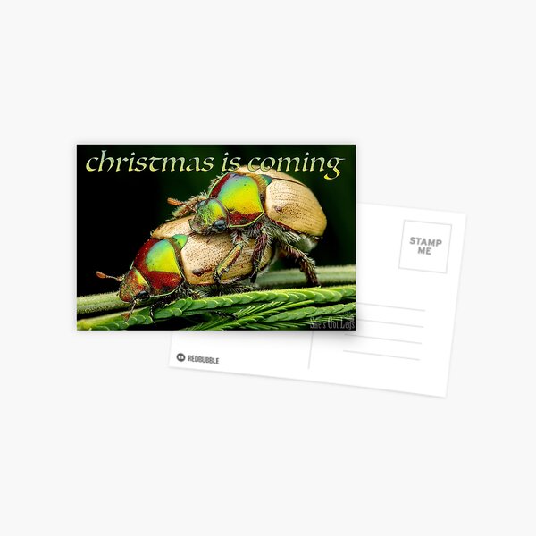 Christmas is coming! Australian Christmas Beetles mating Postcard