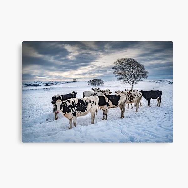 Item preview, Cows in a Snowy Field with Trees designed and sold by Tony North.
