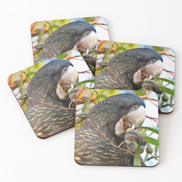 Item preview, Black Cockatoo Enjoying a Gumnut designed and sold by BushBirdPhotos.