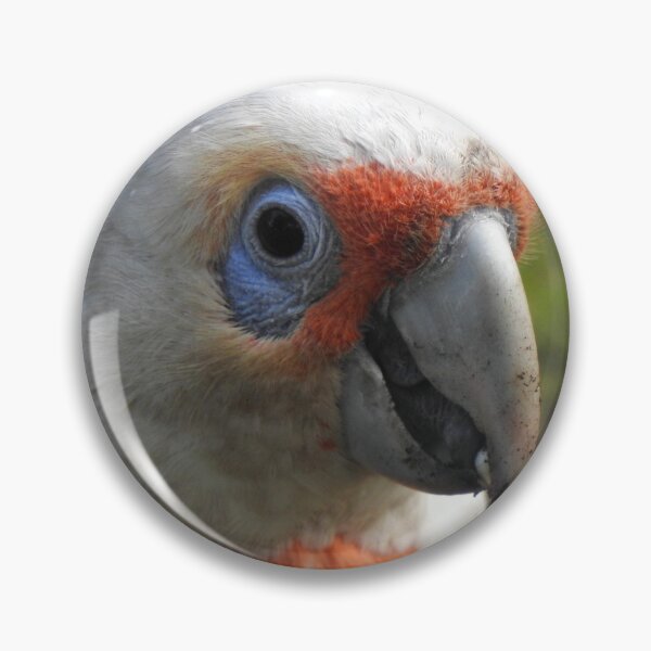 Item preview, Long Billed Corella / White Cockatoo Portrait designed and sold by BushBirdPhotos.