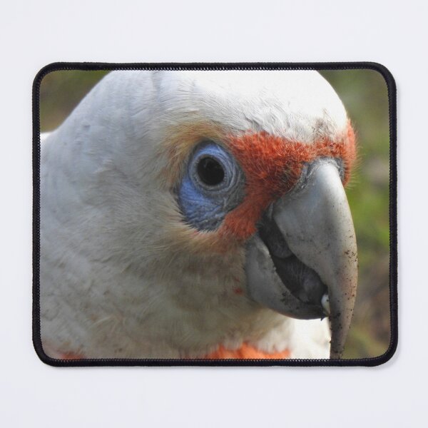 Item preview, Long Billed Corella / White Cockatoo Portrait designed and sold by BushBirdPhotos.