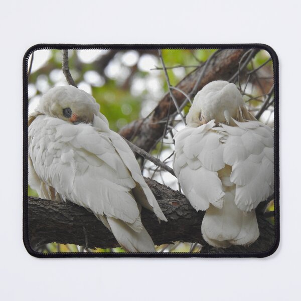 Item preview, White Cockatoos Sleeping designed and sold by BushBirdPhotos.