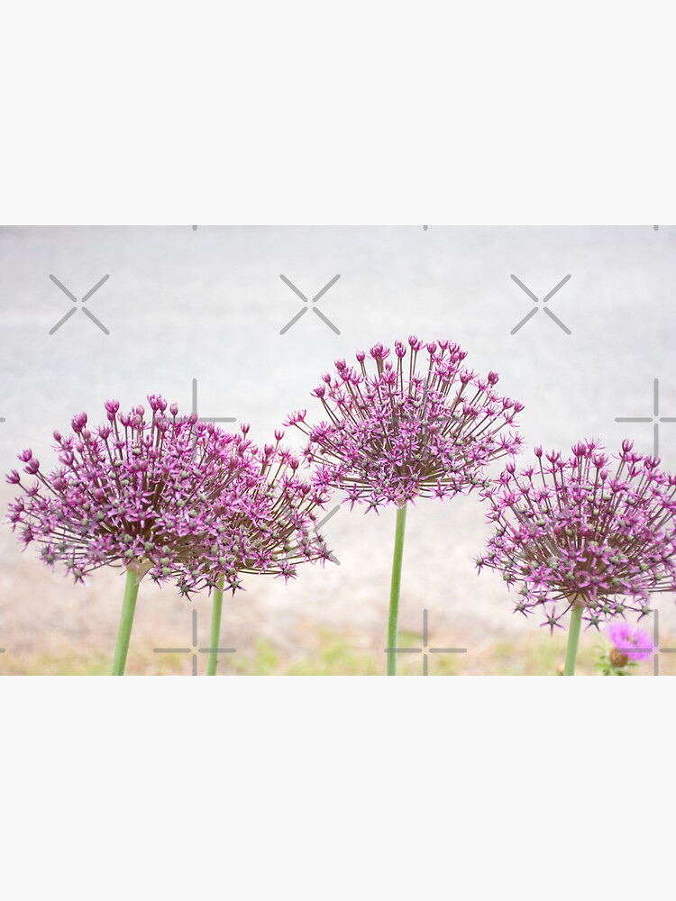 Thumbnail 3 of 3, Sticker, Purple Allium designed and sold by BeckmogArt.