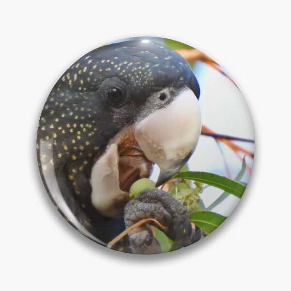 Item preview, Black Cockatoo Enjoying a Gumnut designed and sold by BushBirdPhotos.