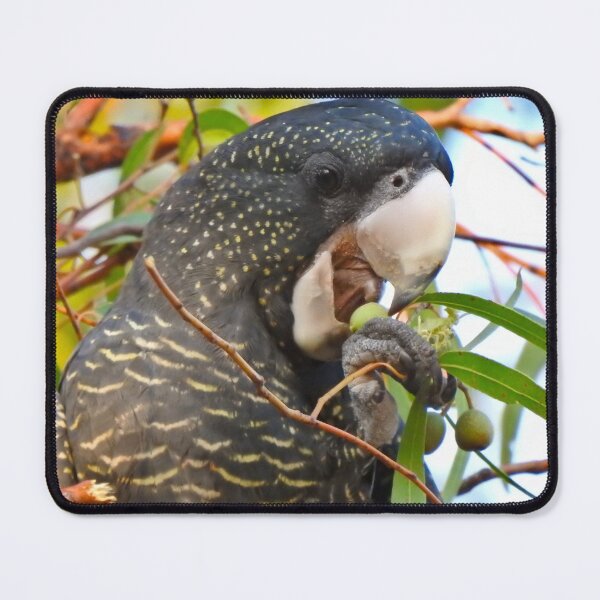 Item preview, Black Cockatoo Enjoying a Gumnut designed and sold by BushBirdPhotos.