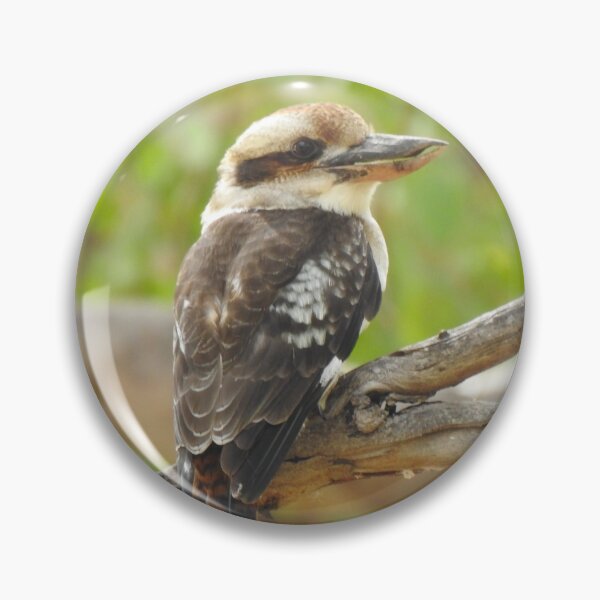 Item preview, Kookaburra designed and sold by BushBirdPhotos.