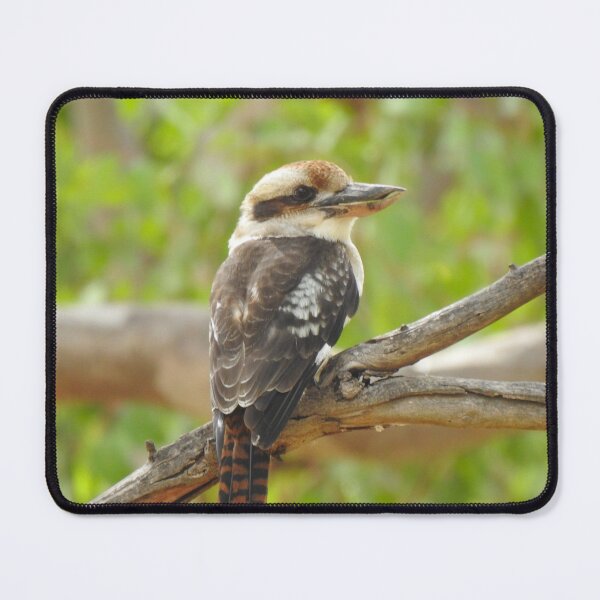 Item preview, Kookaburra designed and sold by BushBirdPhotos.