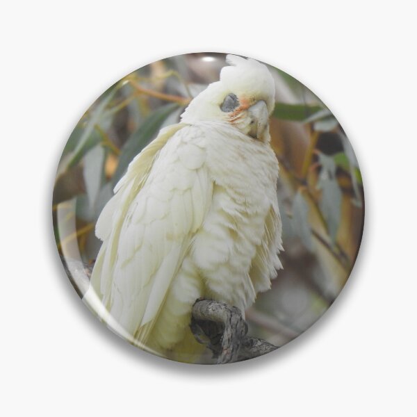 Item preview, Corella / White Cockatoo Sleeping designed and sold by BushBirdPhotos.