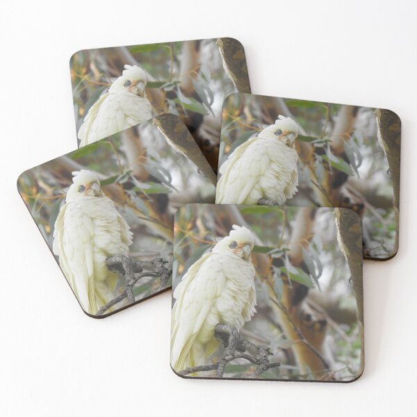 Item preview, Corella / White Cockatoo Sleeping designed and sold by BushBirdPhotos.