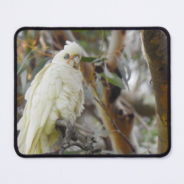 Item preview, Corella / White Cockatoo Sleeping designed and sold by BushBirdPhotos.