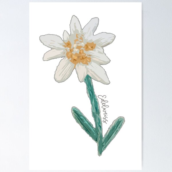 Item preview, The Sound of Music Edelweiss Plant designed and sold by baranskini.