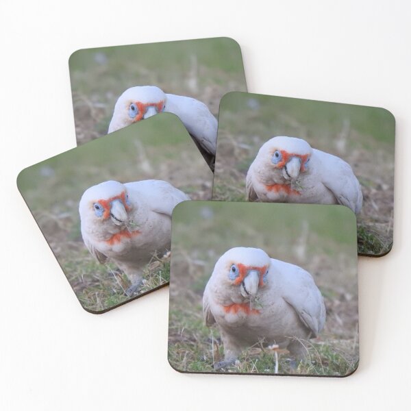 Item preview, Long Billed Corella / White Cockatoo Out and About designed and sold by BushBirdPhotos.