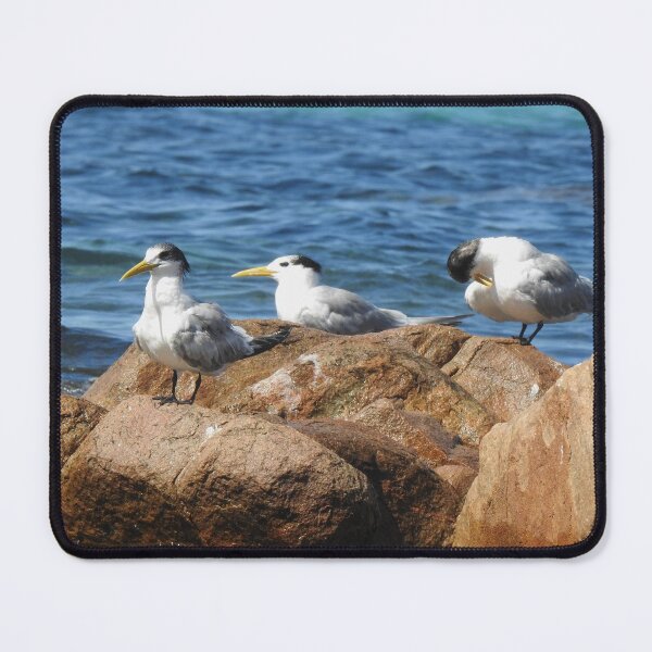 Item preview, Seabirds designed and sold by BushBirdPhotos.