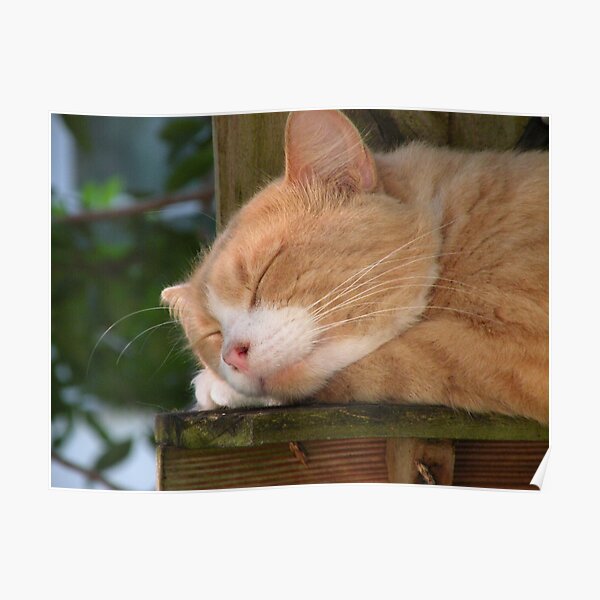 The Feral Cat Poster