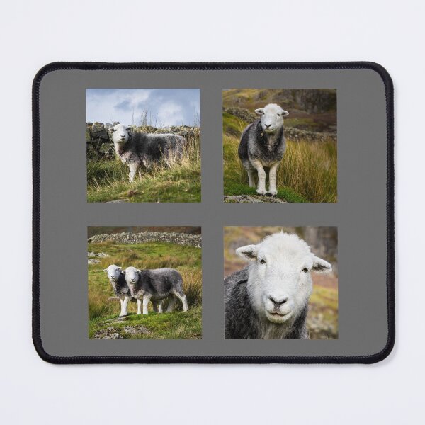 Item preview, Herdwick Sheep Collection designed and sold by Jane Stanley Photography.