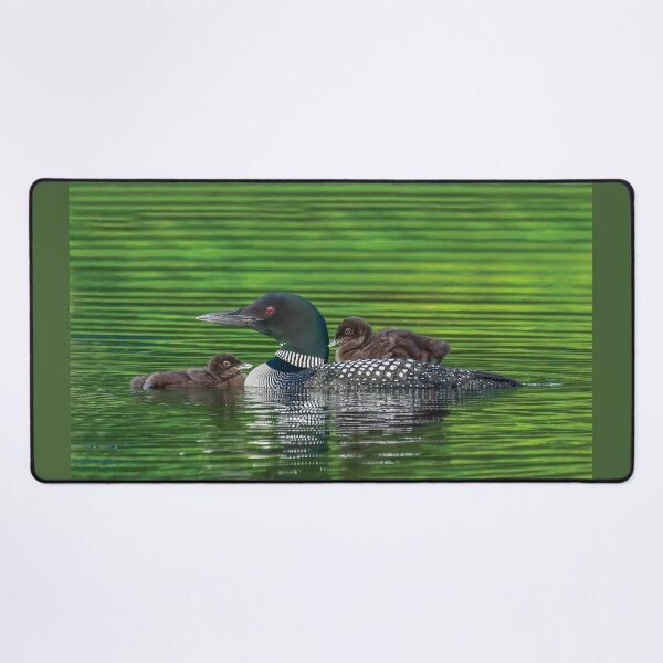 Item preview, Common Loon Family with one Baby Riding on Mom's Back and the other Snuggling designed and sold by LindaCPhoto.