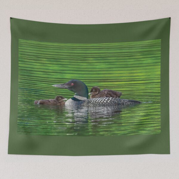 Item preview, Common Loon Family with one Baby Riding on Mom's Back and the other Snuggling designed and sold by LindaCPhoto.