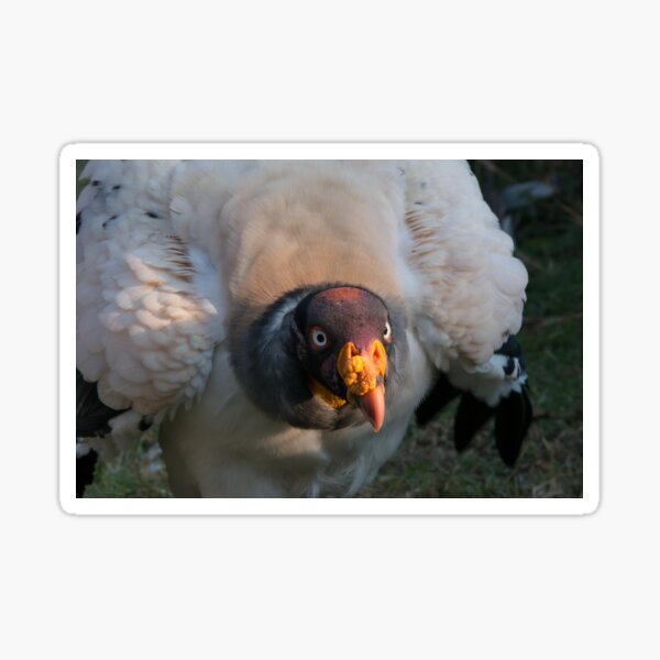 Stock photo of Head portrait of King vulture (Sarcoramphus papa) calling in  the rain. Available for sale on