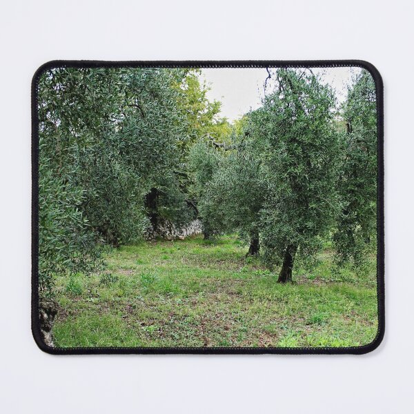 Item preview, Mediterranean Olive Trees Grove designed and sold by worldways.