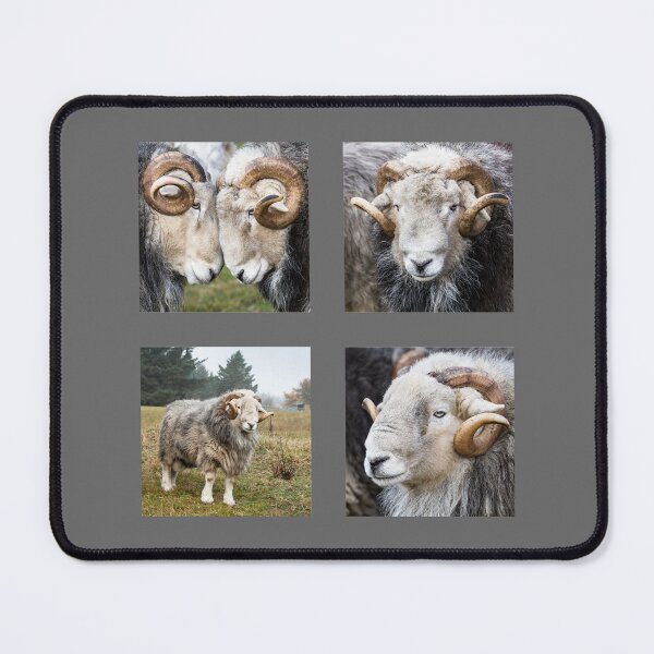 Item preview, Herdwick Sheep Collection, Rams designed and sold by Jane Stanley Photography.