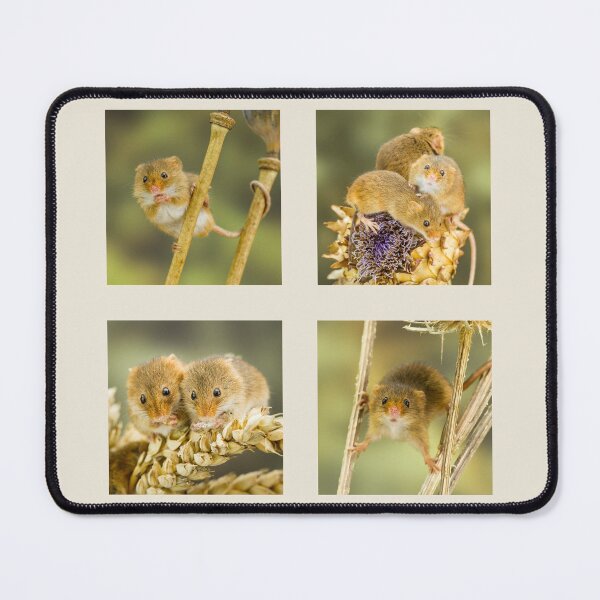Item preview, Harvest Mice Collection designed and sold by Jane Stanley Photography.