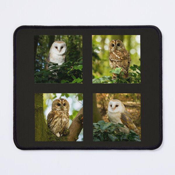 Item preview, British Owls Collection designed and sold by Jane Stanley Photography.