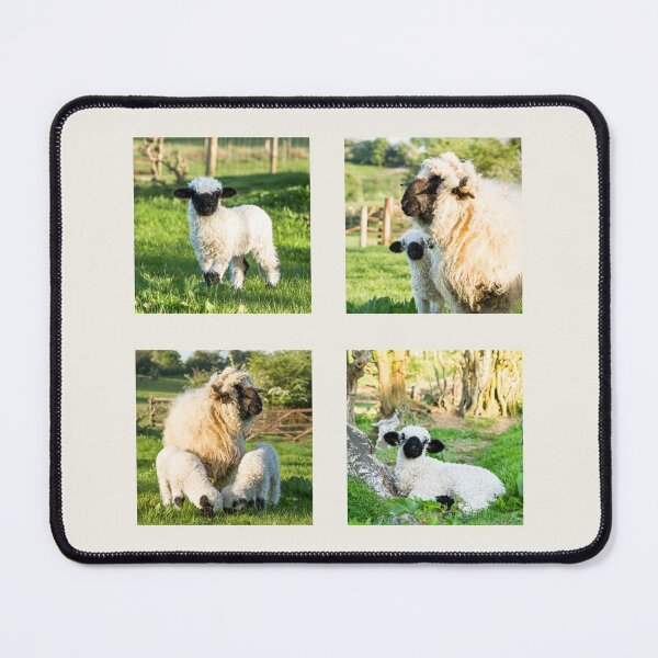 Item preview, Valais Blacknose Sheep Collection designed and sold by Jane Stanley Photography.