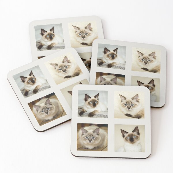 Item preview, Ragdoll Kitten Collection III designed and sold by Jane Stanley Photography.