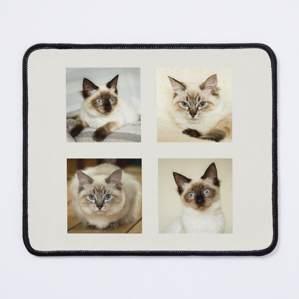 Item preview, Ragdoll Kitten Collection III designed and sold by Jane Stanley Photography.