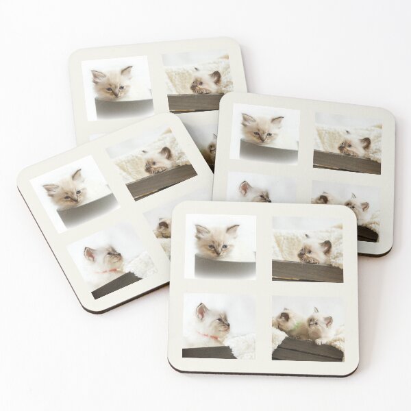 Item preview, Ragdoll Kitten Collection designed and sold by Jane Stanley Photography.