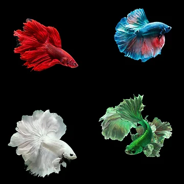 Artwork thumbnail, Betta Fish Pattern by SillyFun