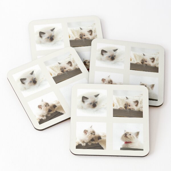 Item preview, Ragdoll Kitten Collection II designed and sold by Jane Stanley Photography.