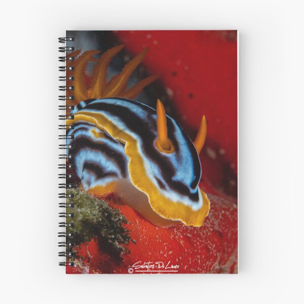 Item preview, nudibranch / seaslug designed and sold by SalvaDiLauroUWP.