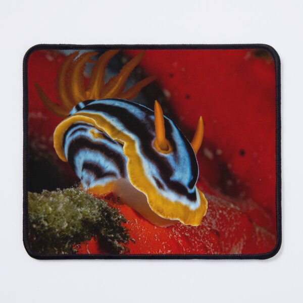 Item preview, nudibranch / seaslug designed and sold by SalvaDiLauroUWP.