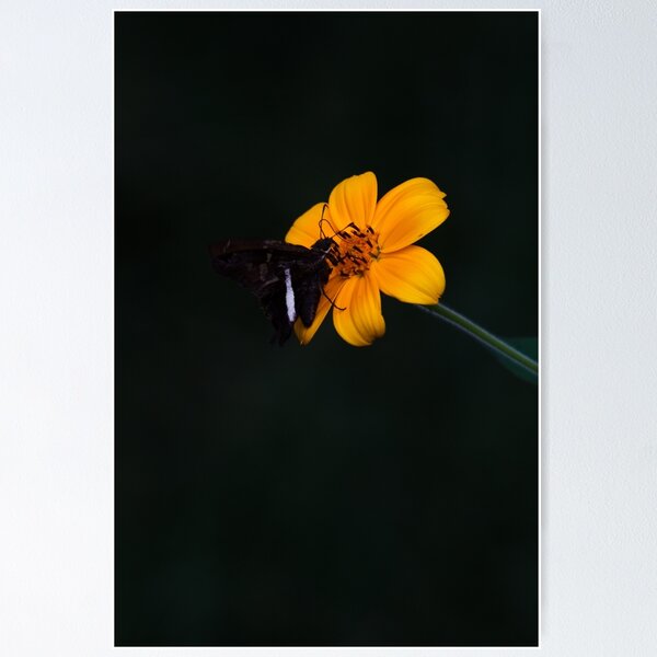 Item preview, Moments of Wild designed and sold by Mario Morales Rubi.